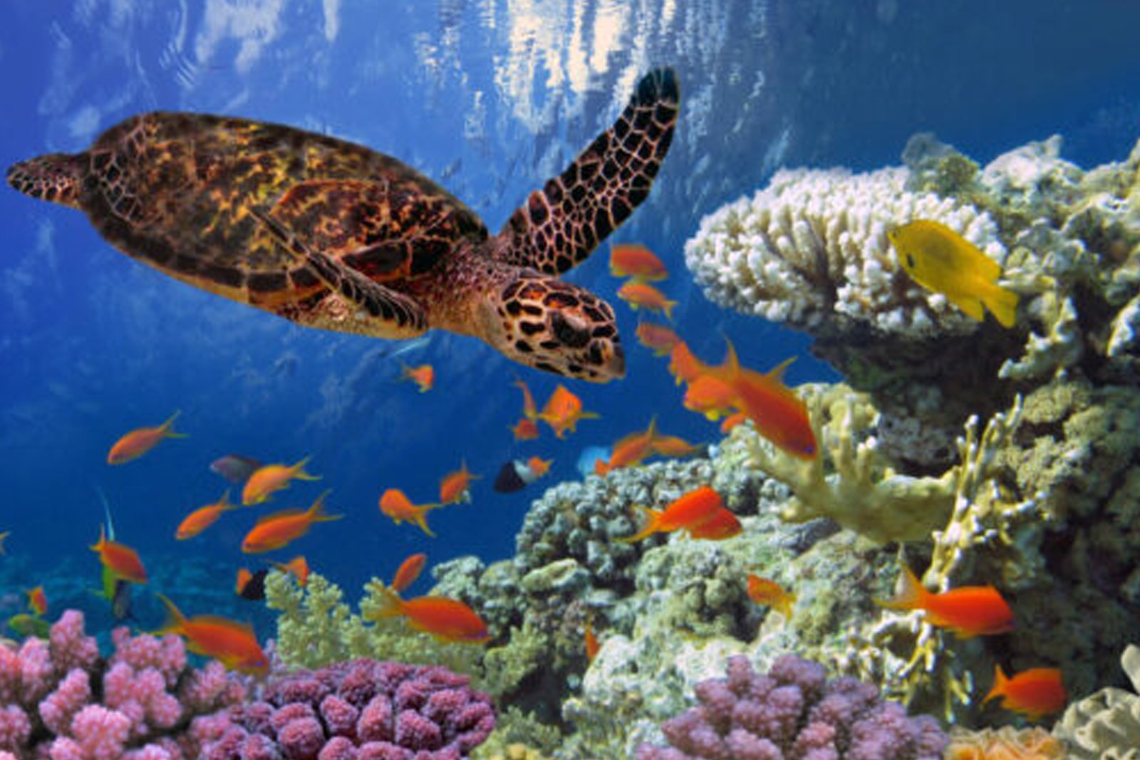 Marsa Alam
