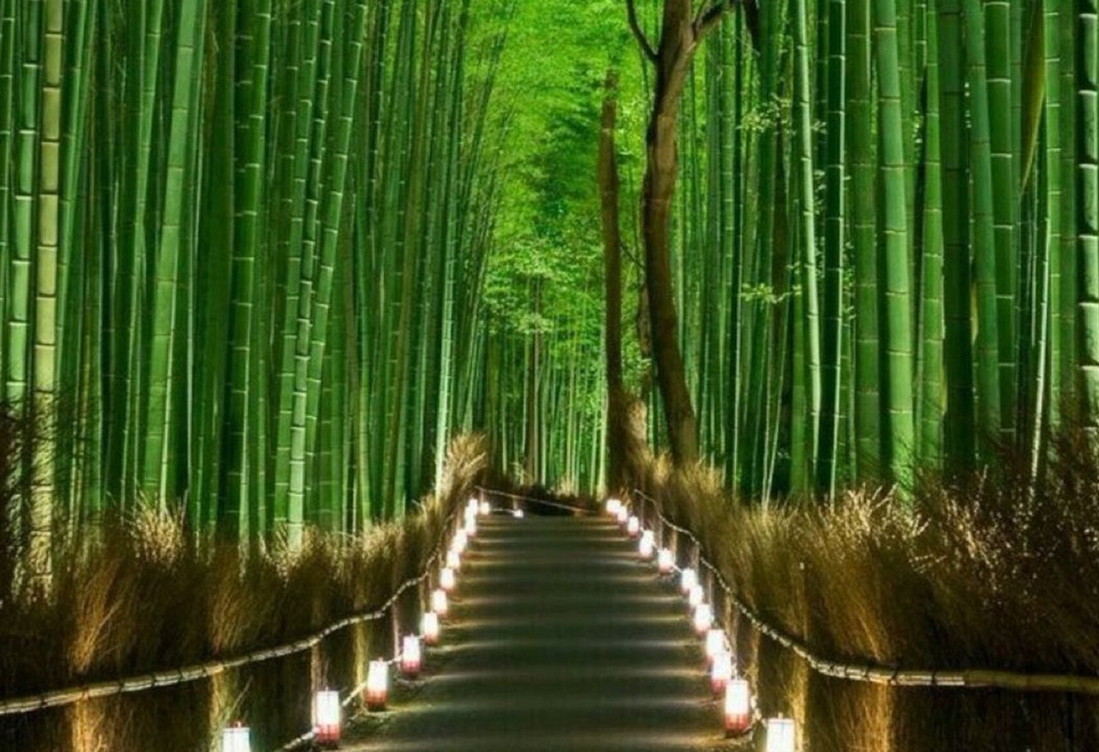 Kyoto Highlights Tour – Fushimi Inari Shrine and Arashiyama Bamboo Forest